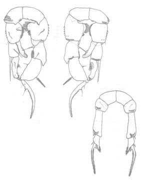 Plancia ëd Pseudodiaptomus longispinosus Walter 1989