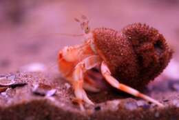 Image of Common hermit crab