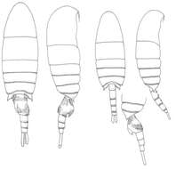 صورة Pseudodiaptomus acutus (Dahl F. 1894)