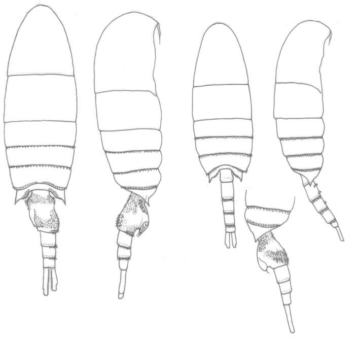 صورة Pseudodiaptomus acutus (Dahl F. 1894)