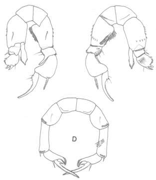 Image of Pseudodiaptomus acutus (Dahl F. 1894)