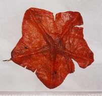 Sivun Anseropoda placenta (Pennant 1777) kuva