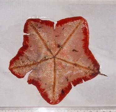 Image of goose foot sea star