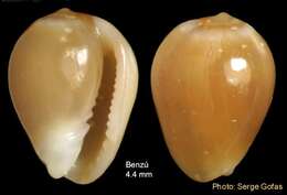 صورة Gibberula caelata (Monterosato 1877)