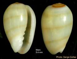 صورة Gibberula miliaria (Linnaeus 1758)