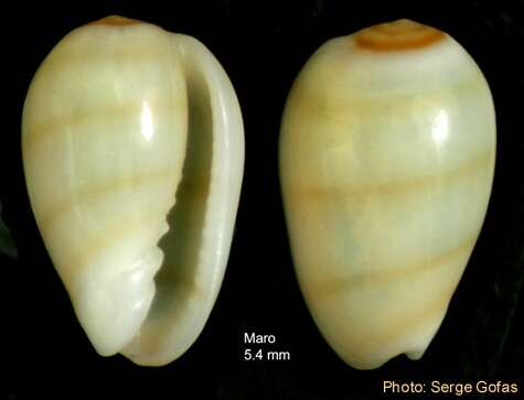 صورة Gibberula miliaria (Linnaeus 1758)