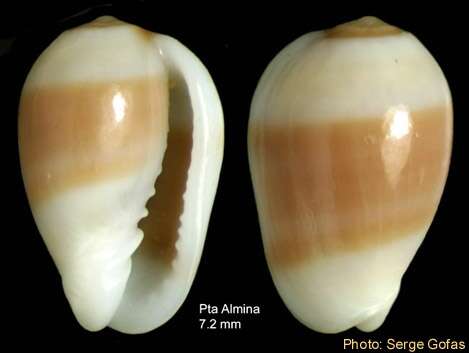 صورة Gibberula oryza (Lamarck 1822)