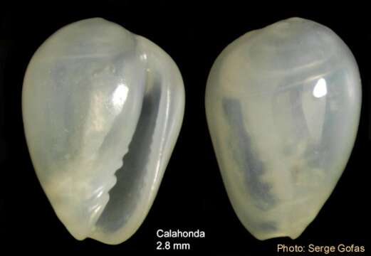 صورة Gibberula philippii (Monterosato 1878)