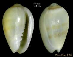 صورة Gibberula secreta Monterosato 1889