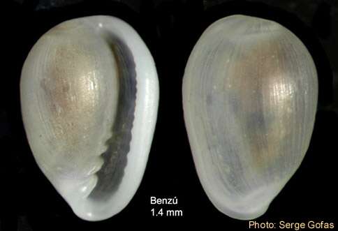 صورة Granulina vanhareni (van Aartsen, Menkhorst & Gittenberger 1984)