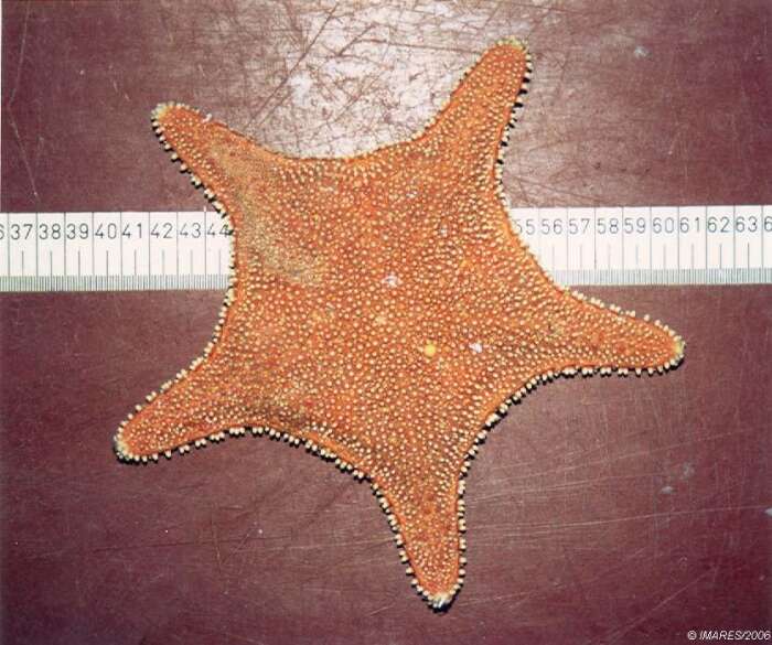 Image of Arctic cushion star