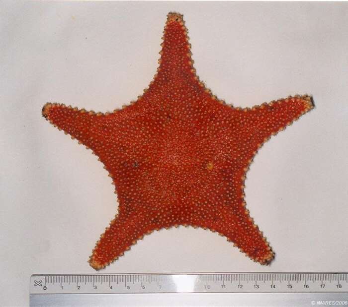 Image of Arctic cushion star