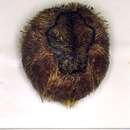 Image of heart urchin