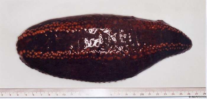 Image of cucumariid sea cucumbers