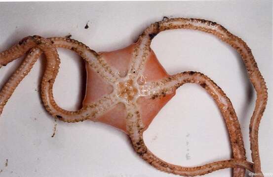 Image of Pipe-cleaner Brittlestar