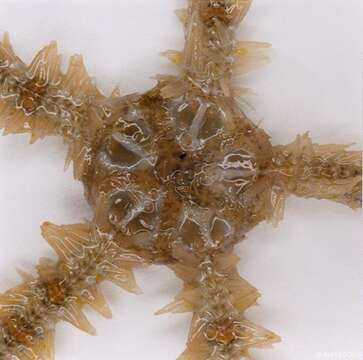 Image of Common brittlestar