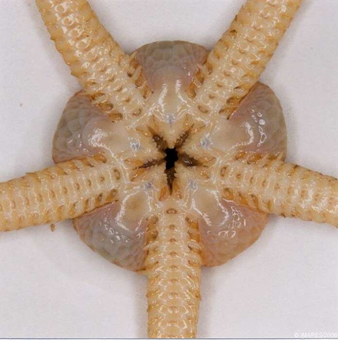 Image of serpent star