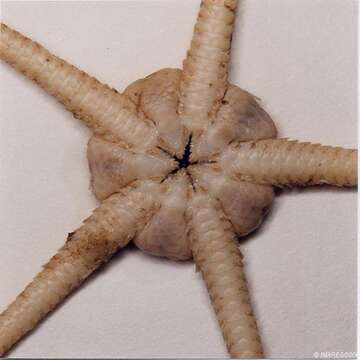 Image of Notched brittle star