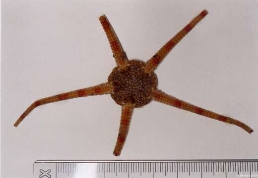 Image of Notched brittle star