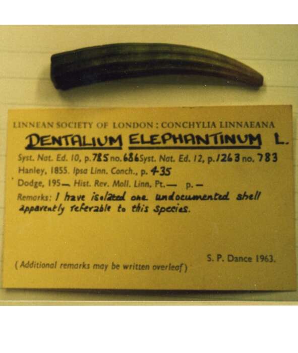 Image of elephant's tusk