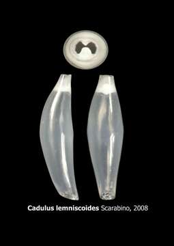 Image of Cadulus lemniscoides Scarabino 2008