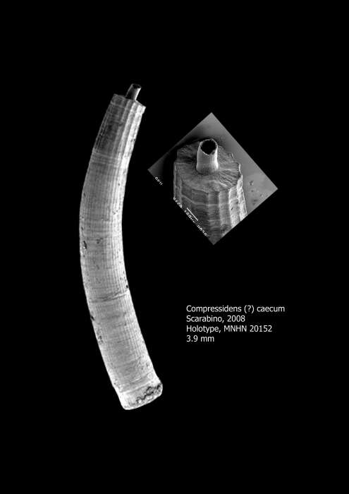 Image of Compressidens caecum Scarabino 2008