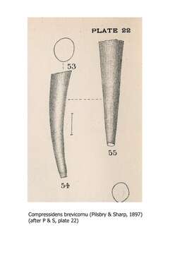 Image of Compressidens brevicornu (Sharp & Pilsbry 1897)