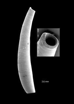 Image of Gadila lozoueti Scarabino 2008