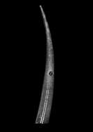 Image of Fustiaria caesura (Colman 1958)