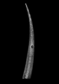 Image of Fustiaria caesura (Colman 1958)