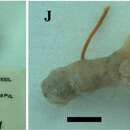 Image of Tentorina sigmatophora Burton 1959