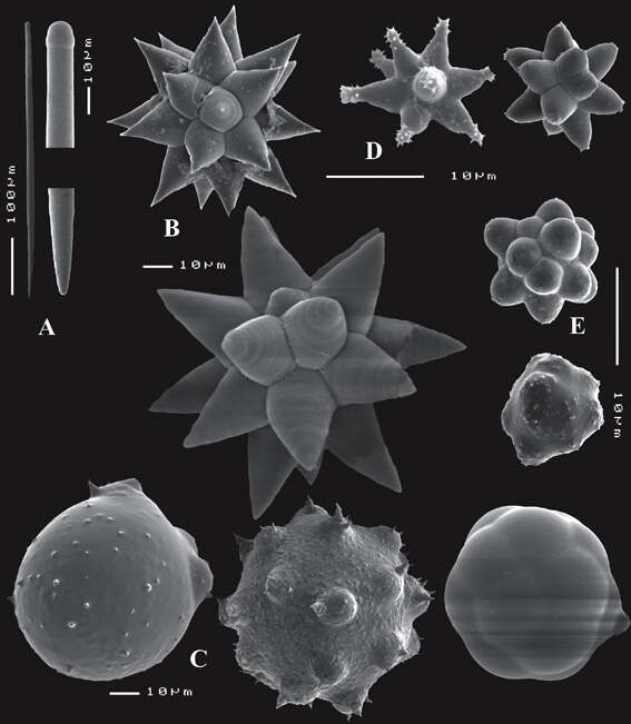 Image of Tethya omanensis Sarà & Bavestrello 1995