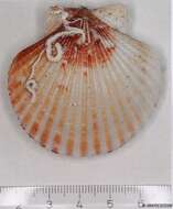 Image of queen scallop