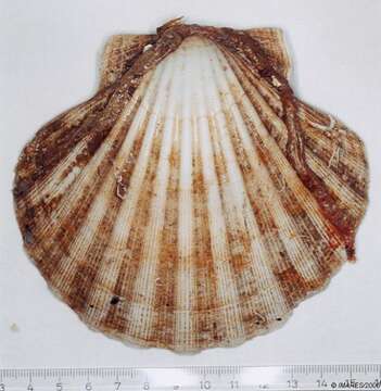 Image of Great Atlantic scallop