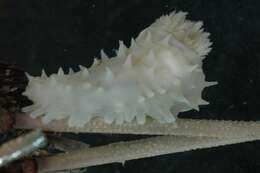 صورة Echinopsolus acanthocola Gutt 1990