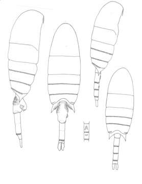 Image of Pseudodiaptomus wrighti Johnson M. W. 1964