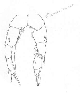 Image of Pseudodiaptomus pelagicus Herrick 1884