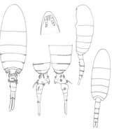 Image of Pseudodiaptomus pelagicus Herrick 1884