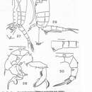 Image of Pseudodiaptomus malayalus Wellershaus 1969