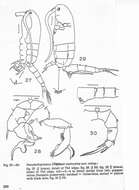 Image of Pseudodiaptomus malayalus Wellershaus 1969