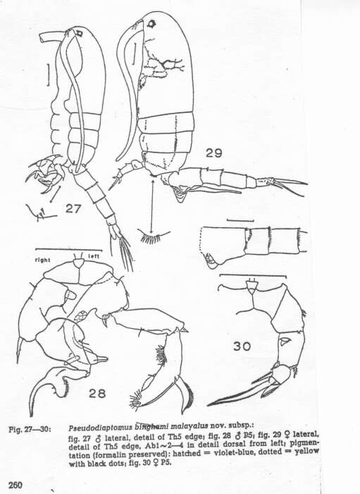 Image of Pseudodiaptomus malayalus Wellershaus 1969