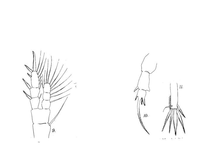 Image of Pseudodiaptomus binghami Sewell 1912