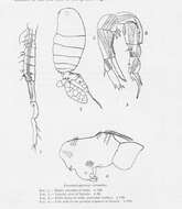 Pseudodiaptomus pelagicus Herrick 1884的圖片