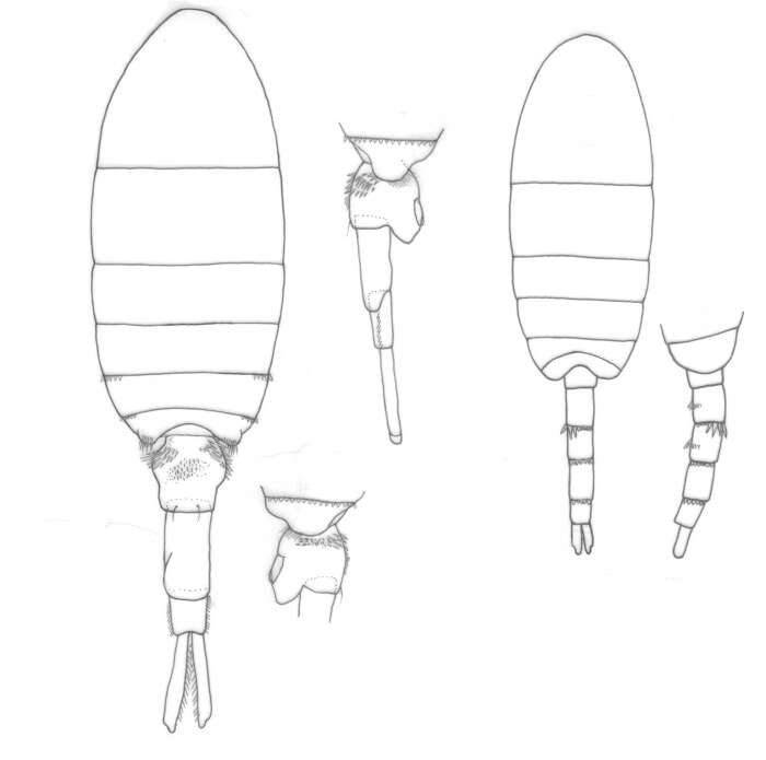 Plancia ëd Pseudodiaptomus culebrensis Marsh 1913