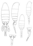 Image de Pseudodiaptomus marshi Wright S. 1936