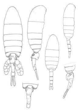 Image de Pseudodiaptomus marshi Wright S. 1936