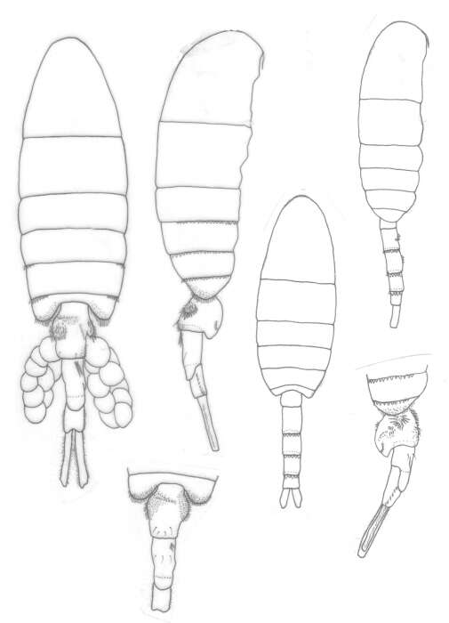 Image de Pseudodiaptomus marshi Wright S. 1936