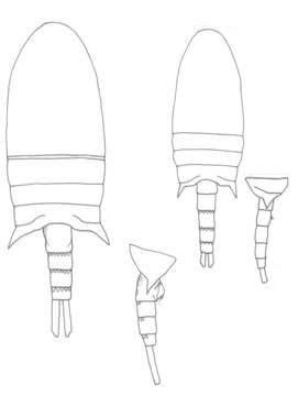 Image of Pseudodiaptomus mertoni Früchtl 1924