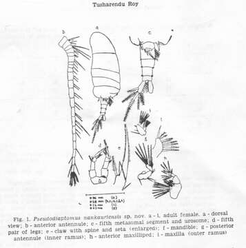 Plancia ëd Pseudodiaptomus nankauriensis Roy 1977