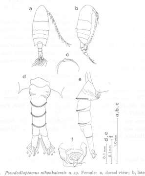 Image of Pseudodiaptomus nihonkaiensis Hirakawa 1983